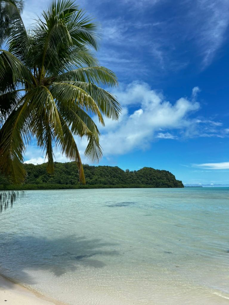 Palm trees over a pale sandy beach and clear shallow water in Palau