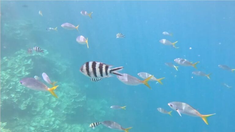 Striped and yellow-tailed fish swimming above coral during a Palau snorkeling excursion